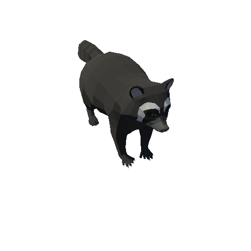 Raccoon Black PA